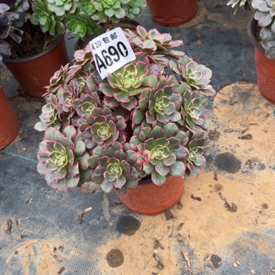 690粉花妖不包断枝