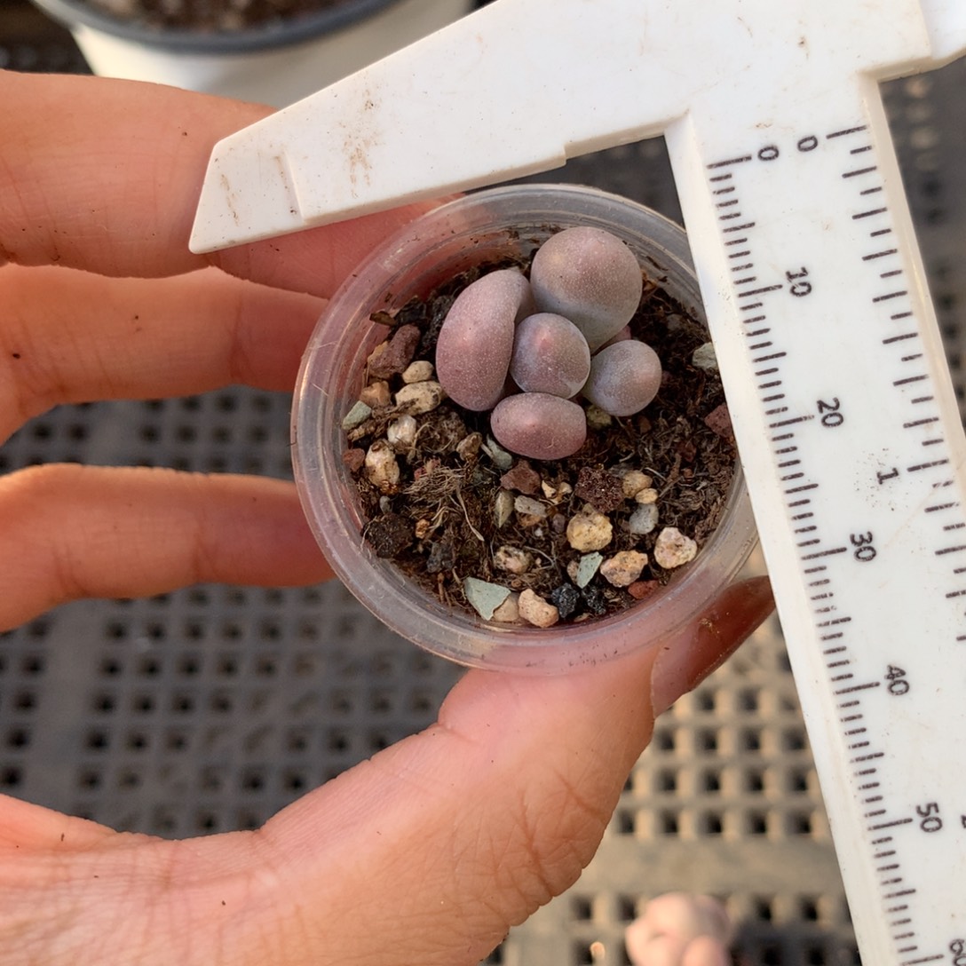 米可奶 不凑满28元发一片叶 不售后 到付