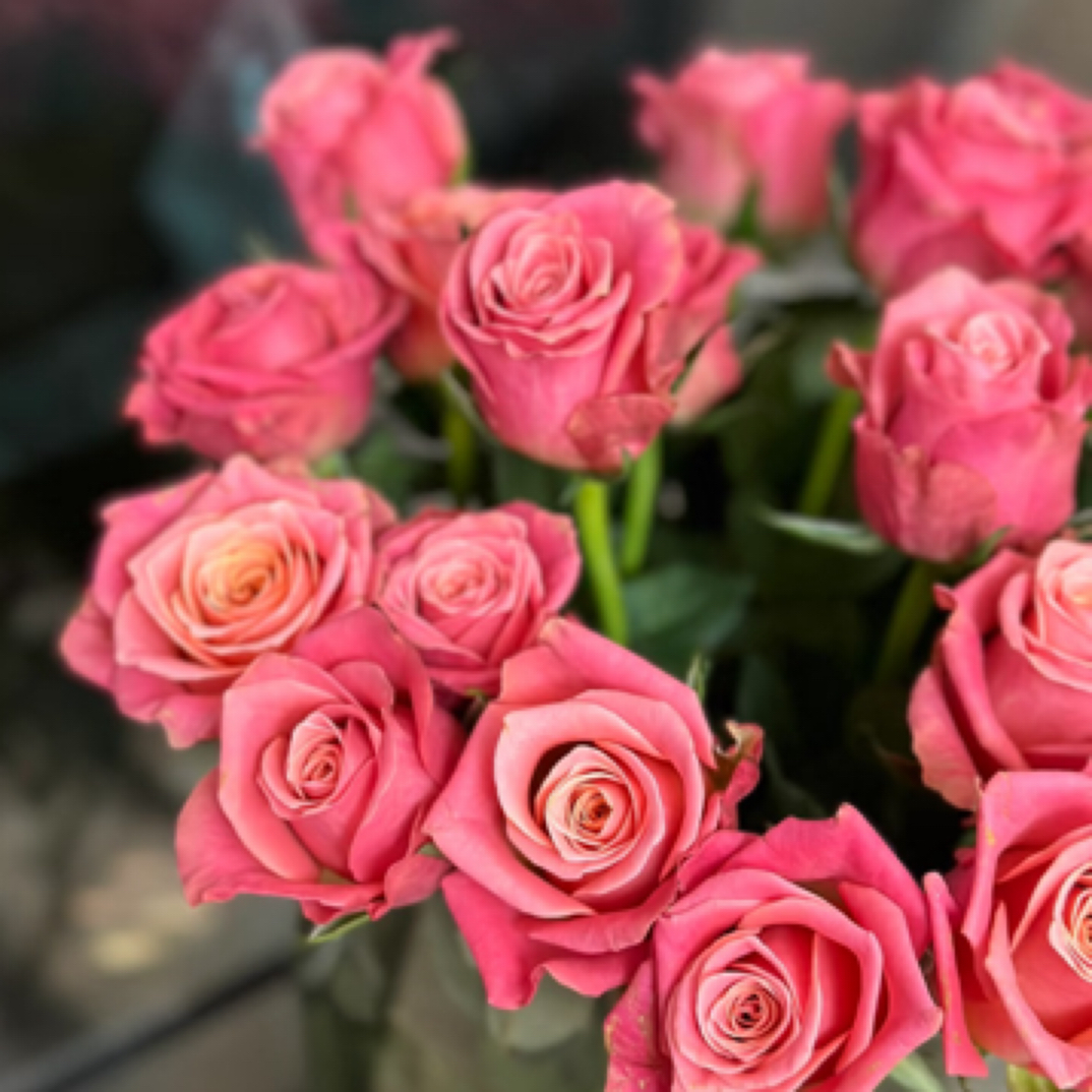 诺言玫瑰月季一加仑根接刺少花期长 不带花苞