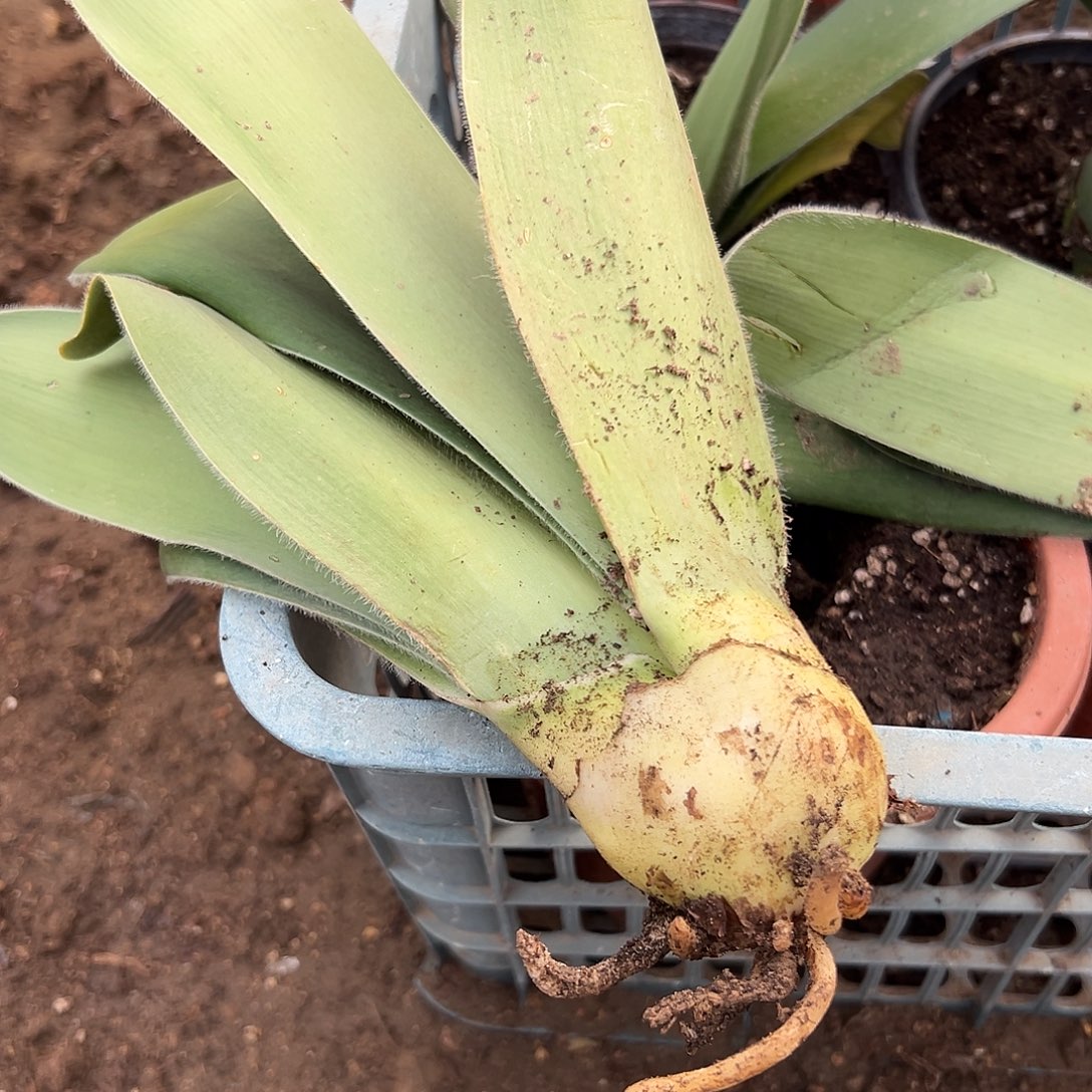多肉植物白花雪莲