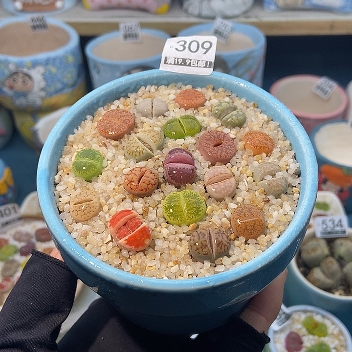 大舅生石花肉锥多肉309