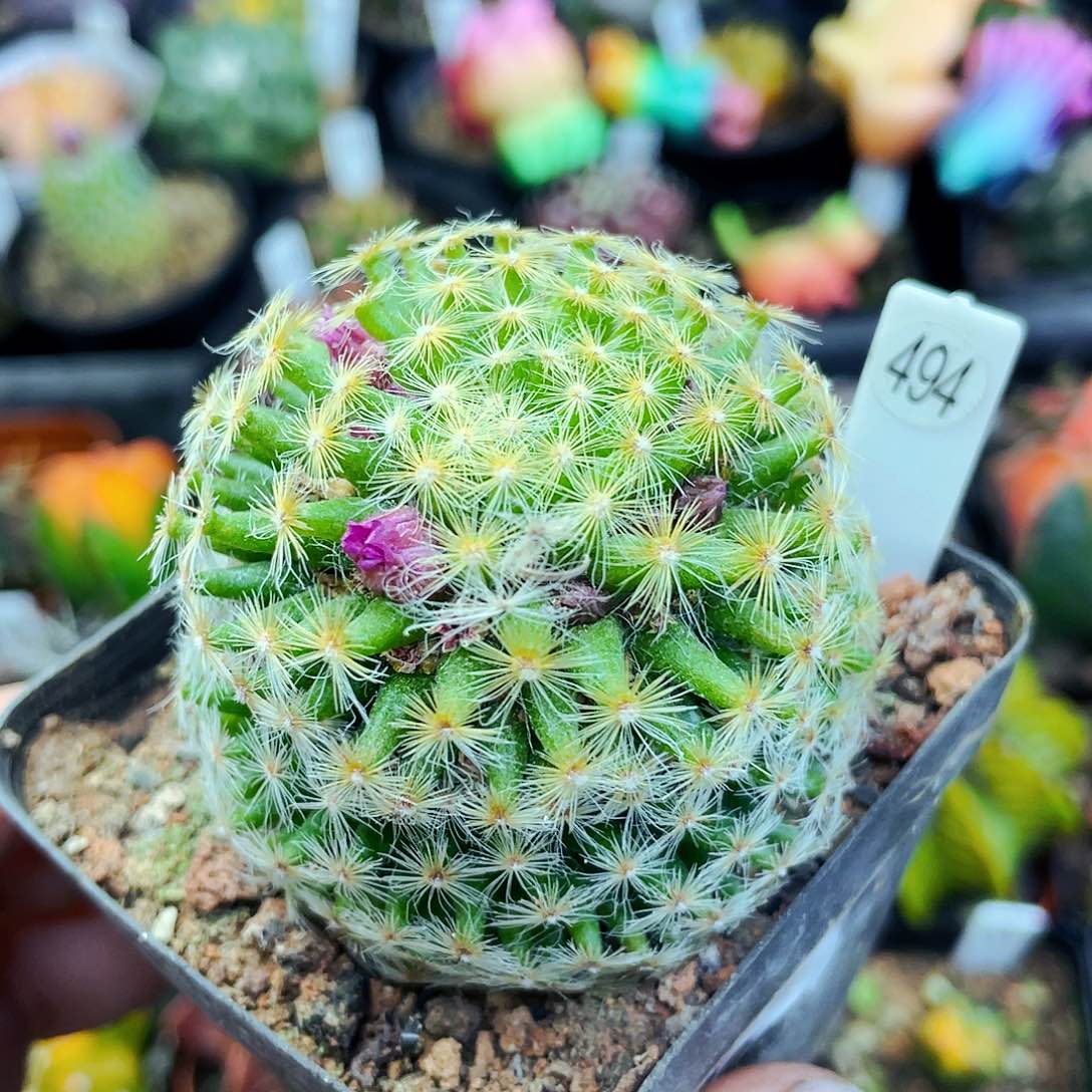 非偏远地区满25包邮仙人球