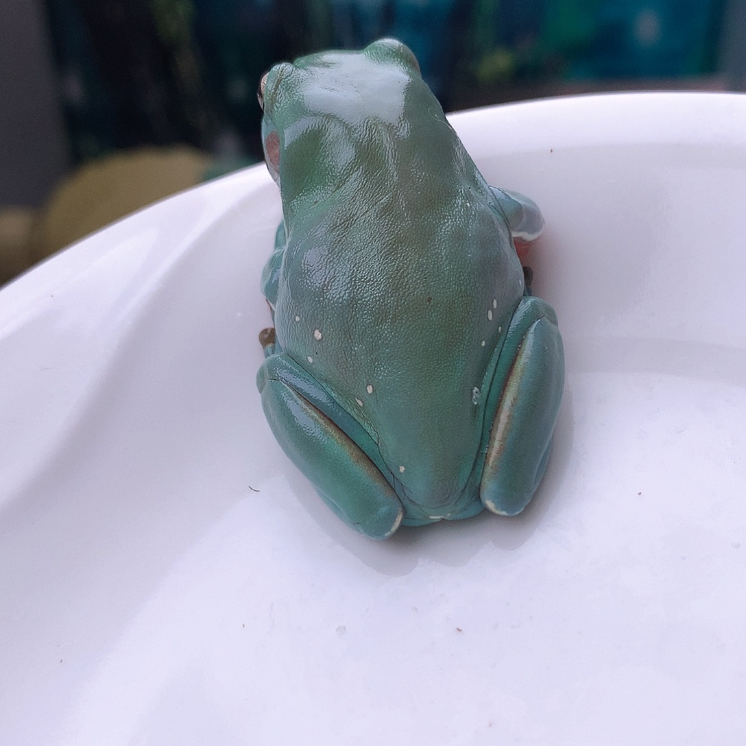 老爷树蛙六子补差价