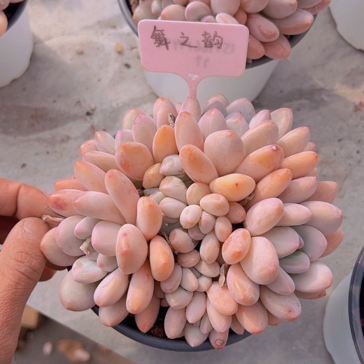 健健康康平平安安