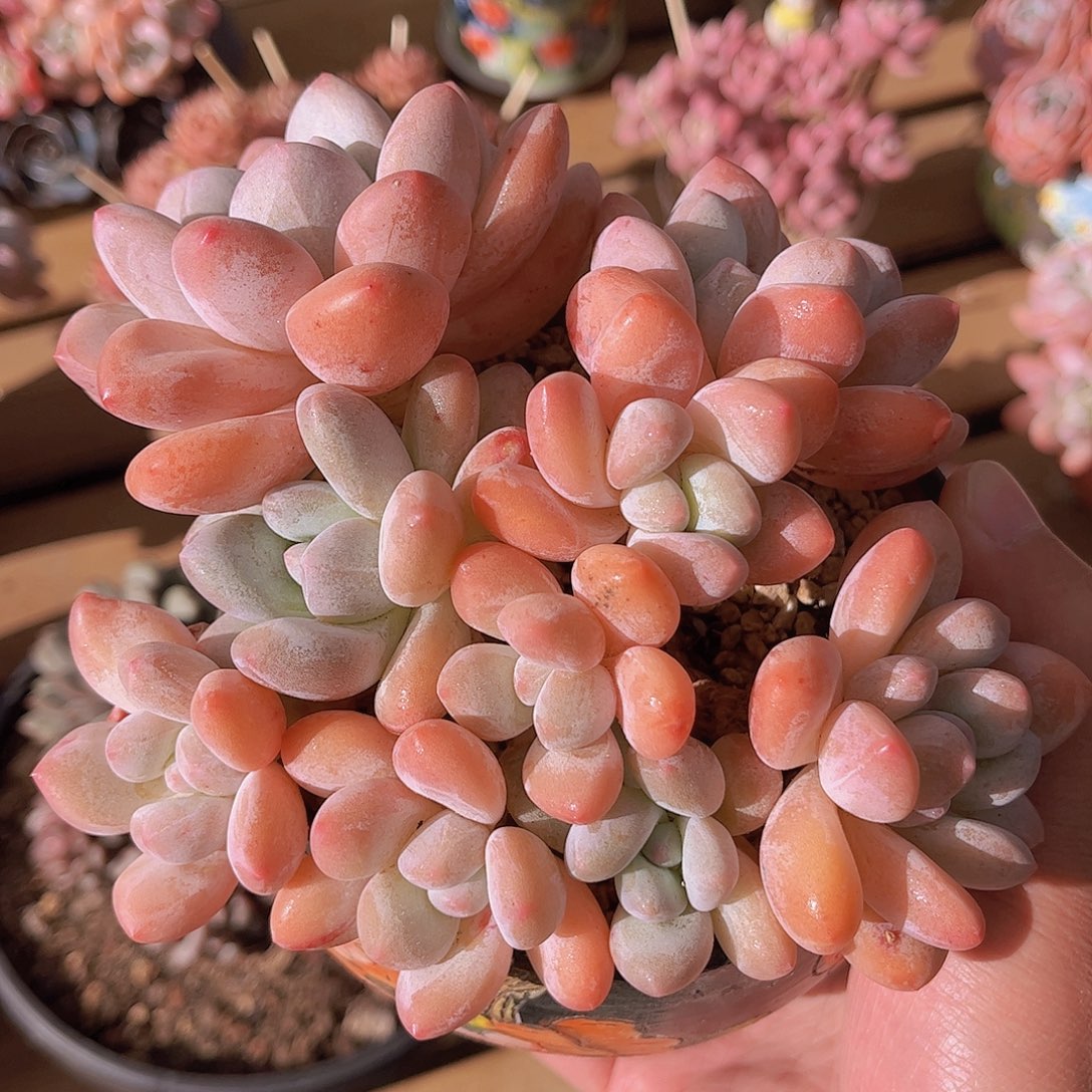 韩版丸叶香水多肉