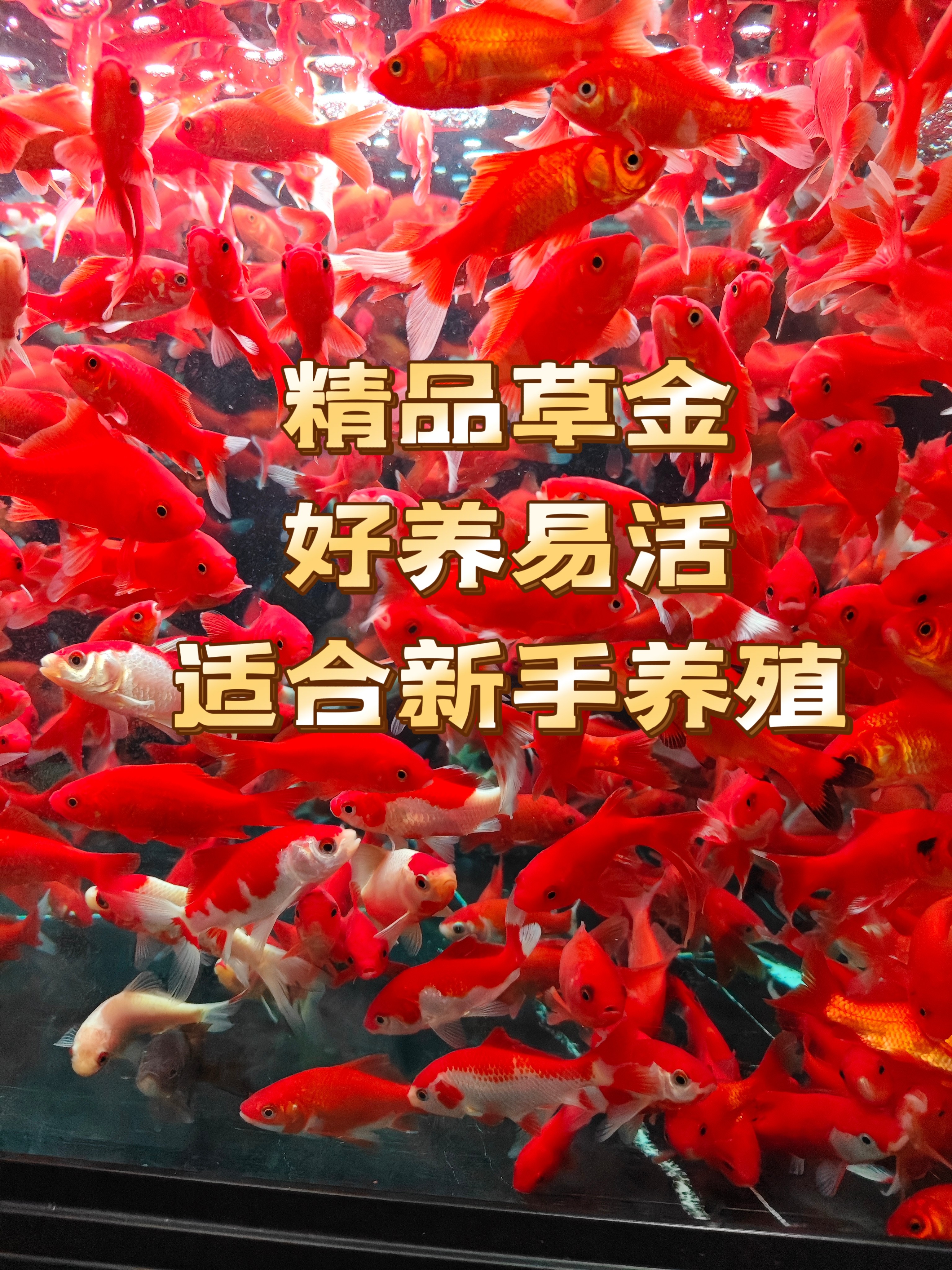 【8-11厘米】红草金鱼冷水观赏鱼草金鱼苗耐活好养淡水鱼活体小金鱼