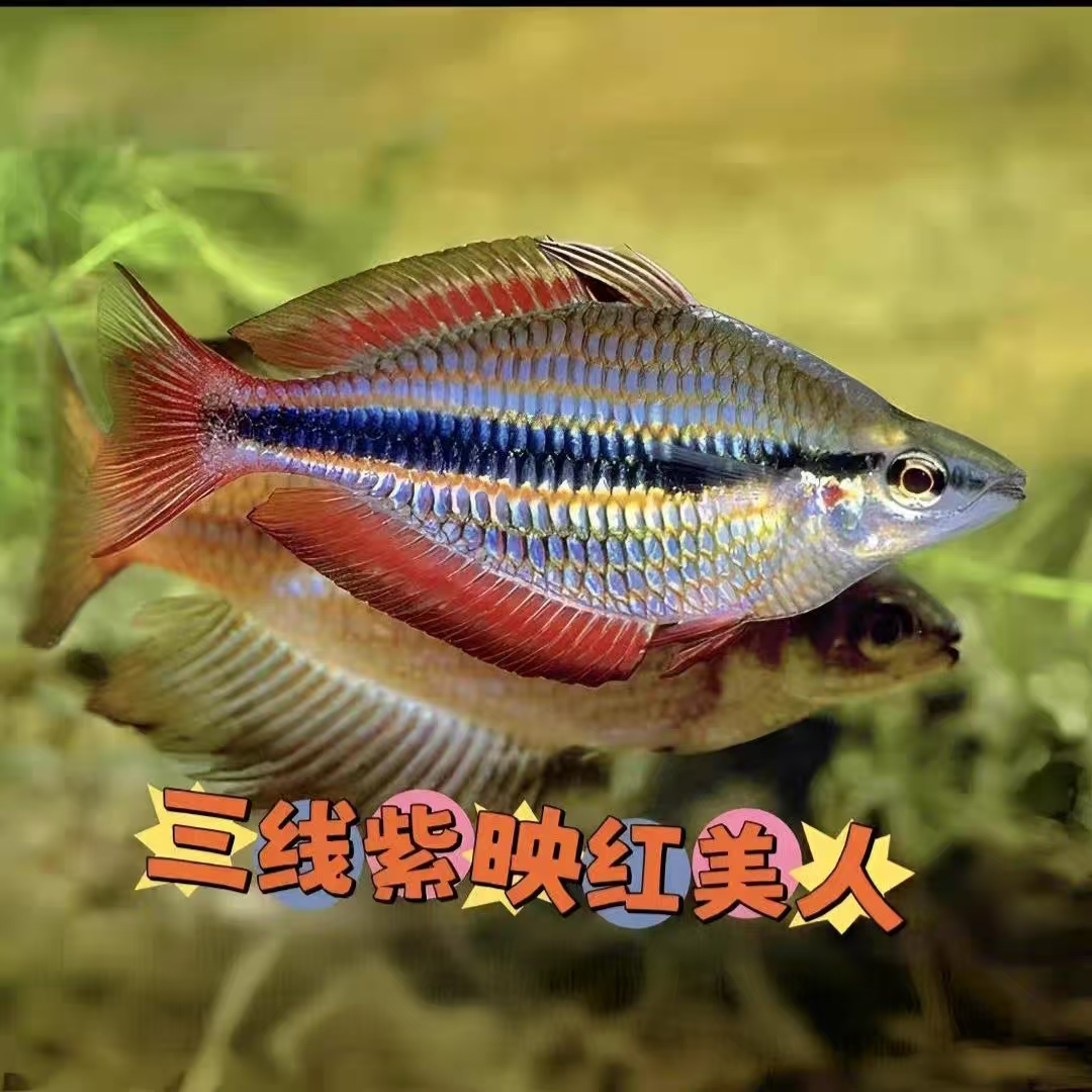 三线紫映红美人 热带观赏鱼