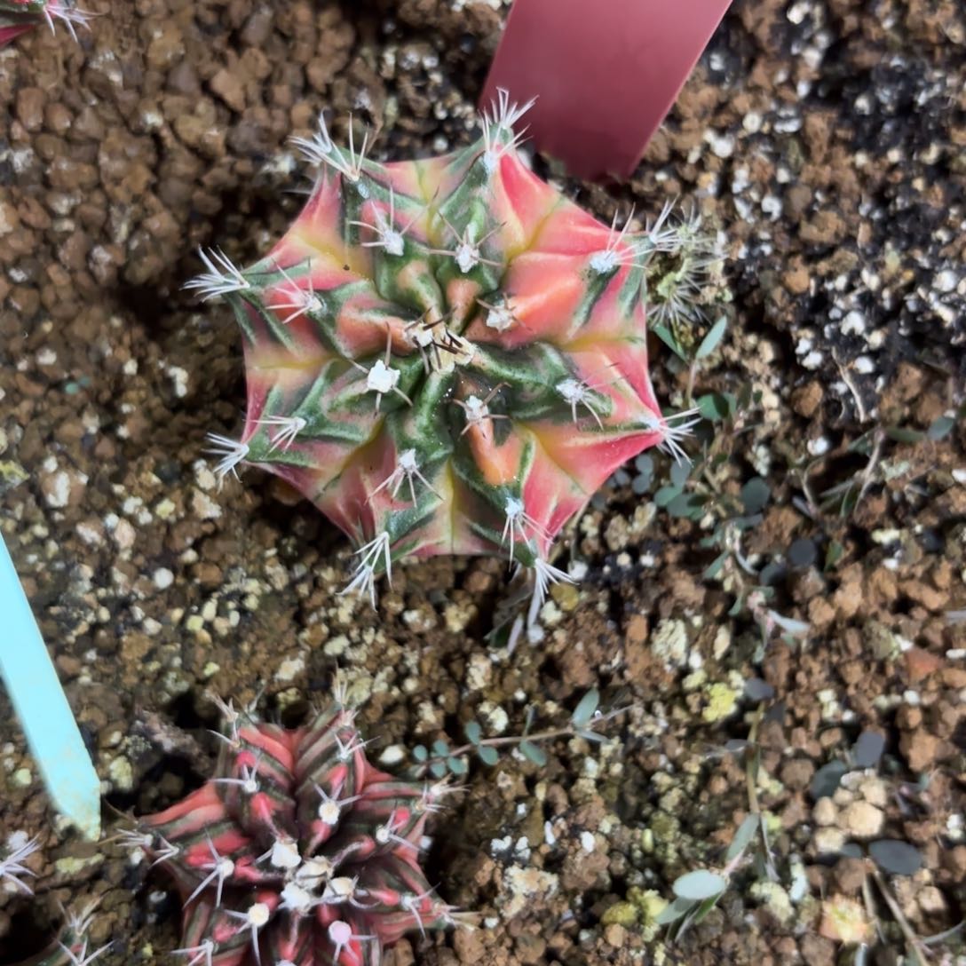 238-1214泰国发货多肉