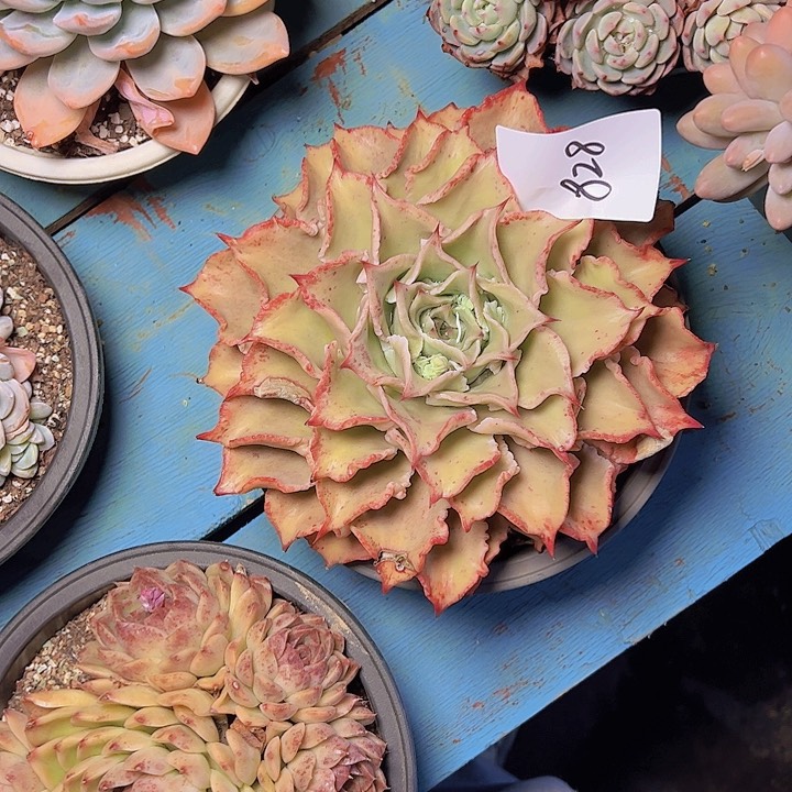 赵**娘828/////////////////