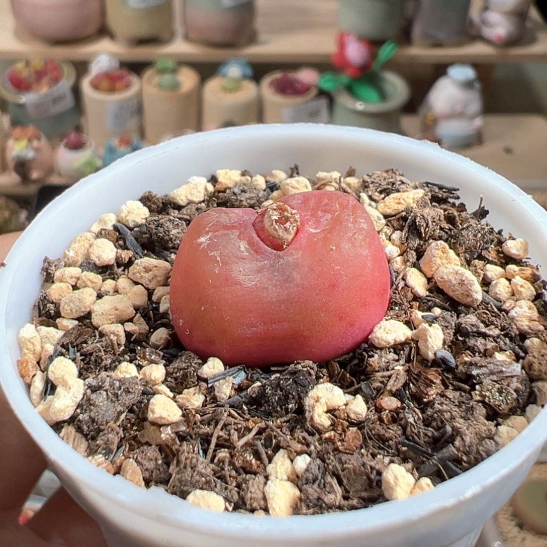 多肉植物208号吕氏