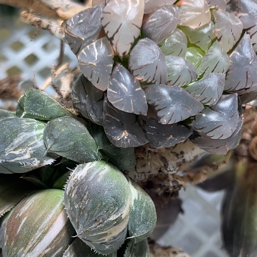 11颗大苗0472多肉