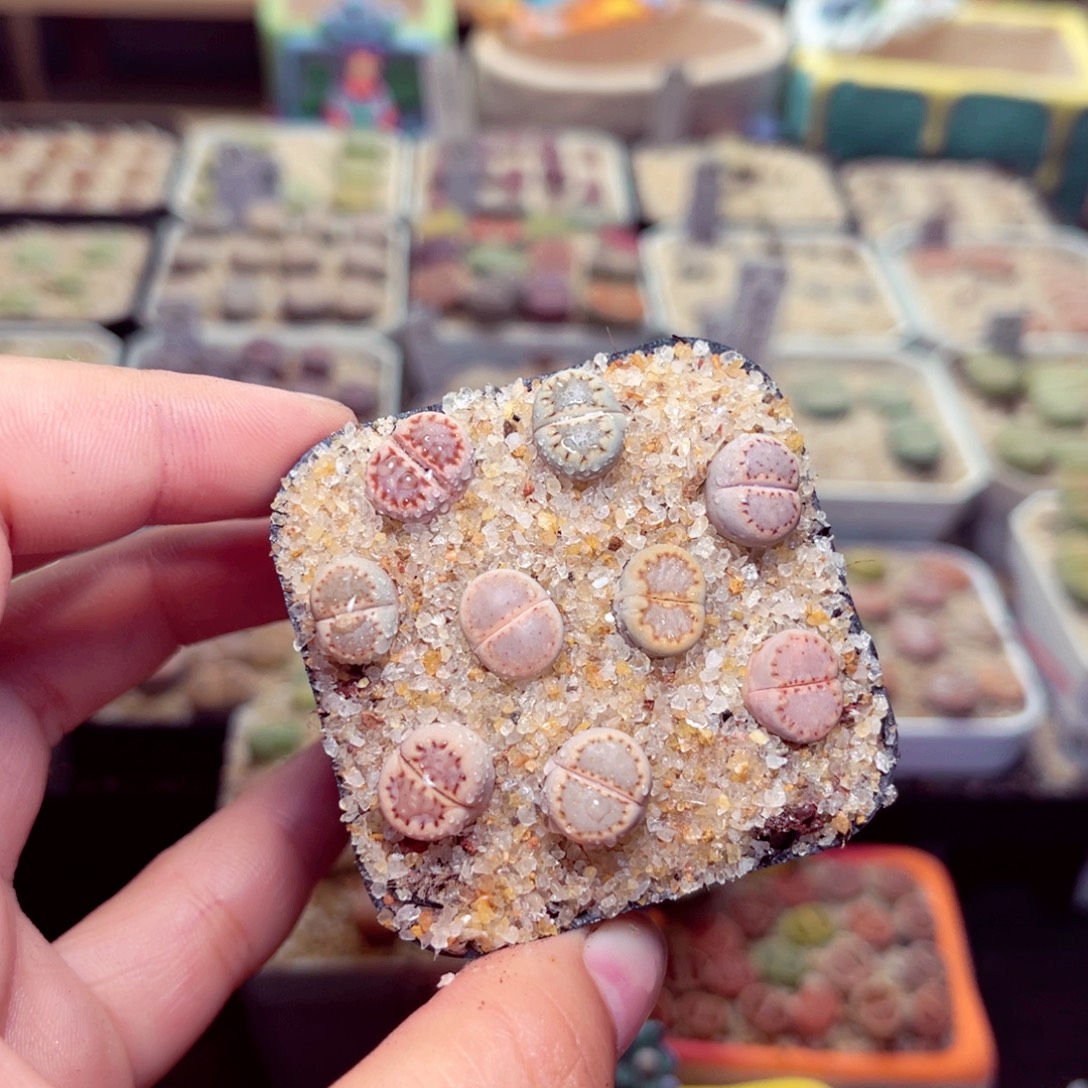 *****191号带盆包邮发货