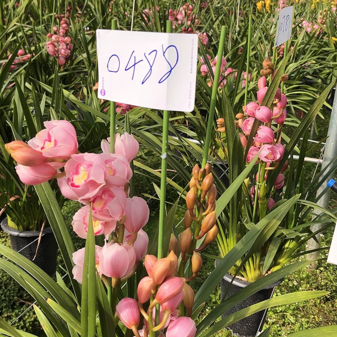 当前无花栽培后可以开花福娘