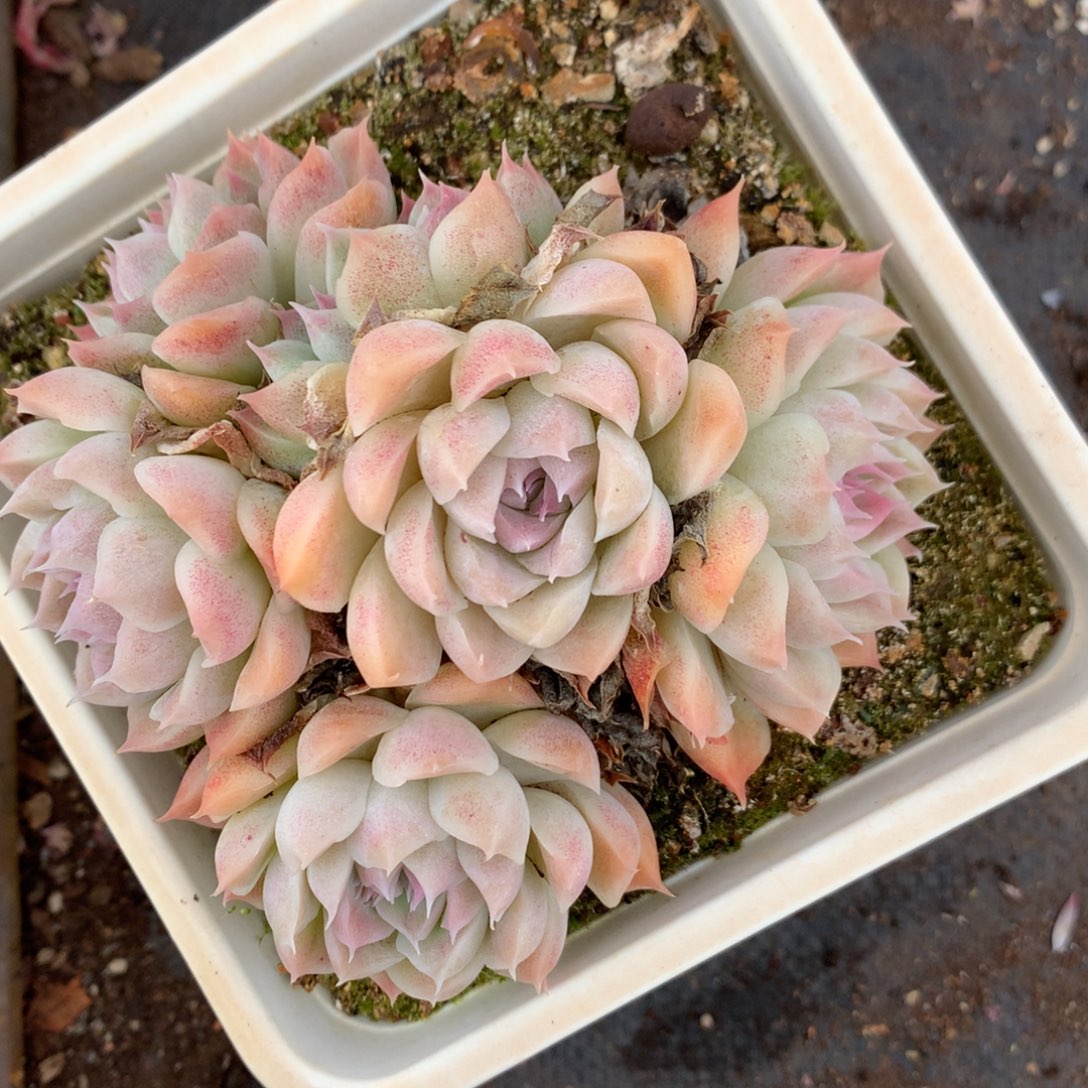 235杂交多肉11冠幅