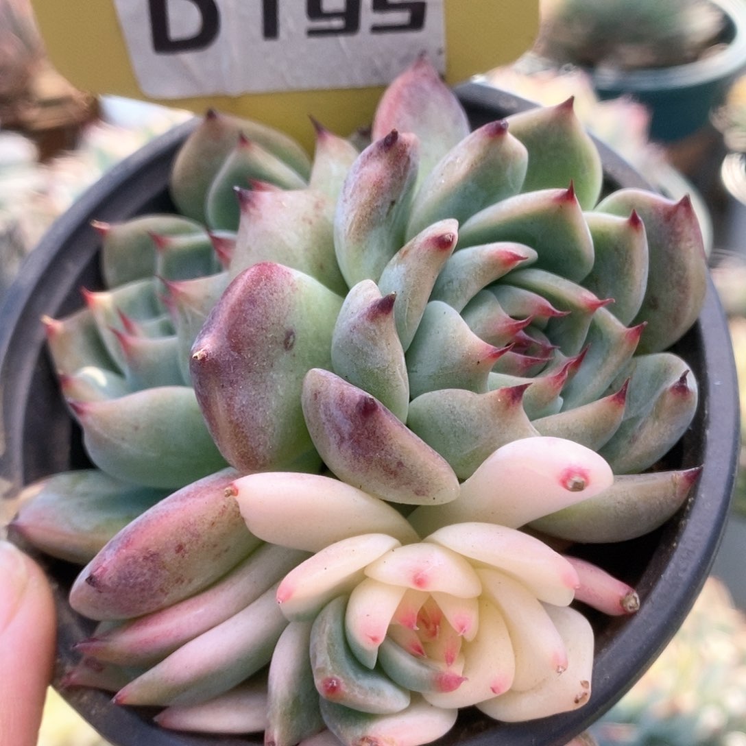 D195锦锦锦锦锦锦锦