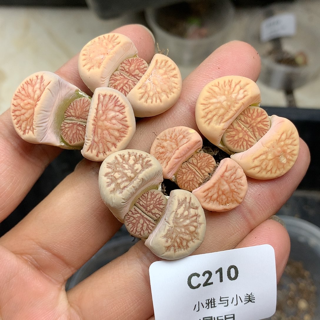 C210多肉植物保护