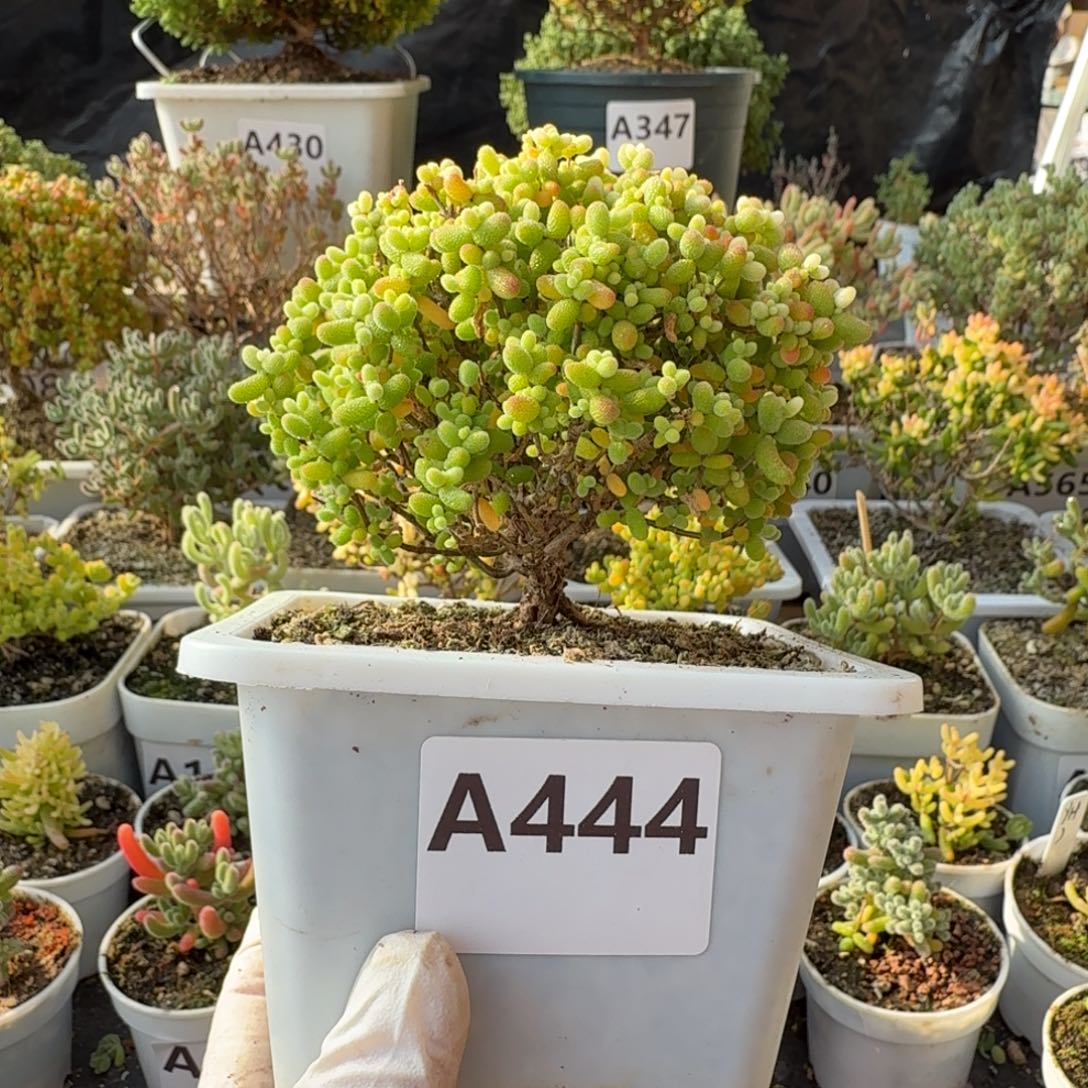 A444精控蘑菇头形金桔