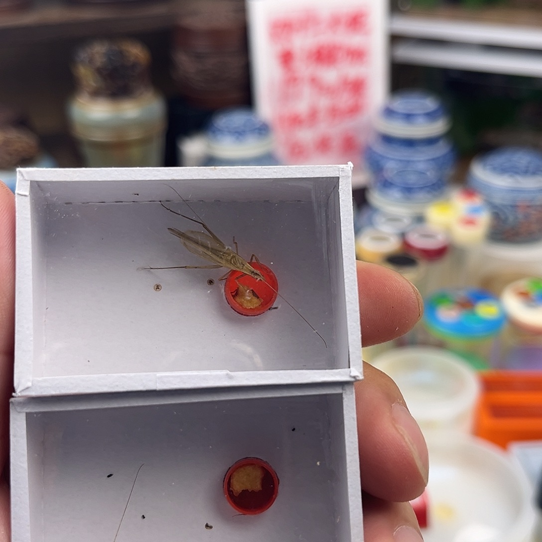 三条断须柬埔寨竹蛉