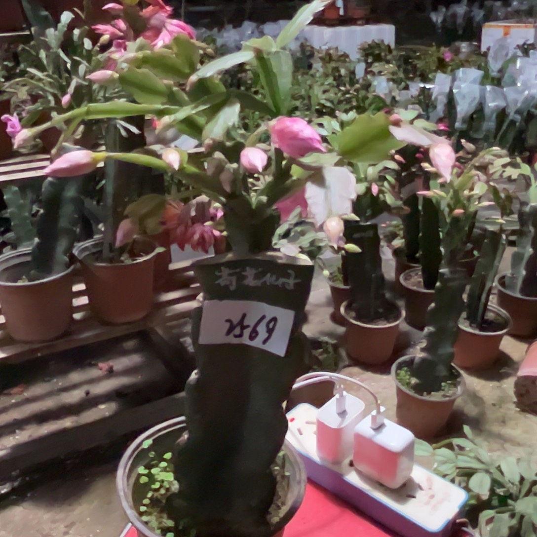 完全开放2569荷花仙子