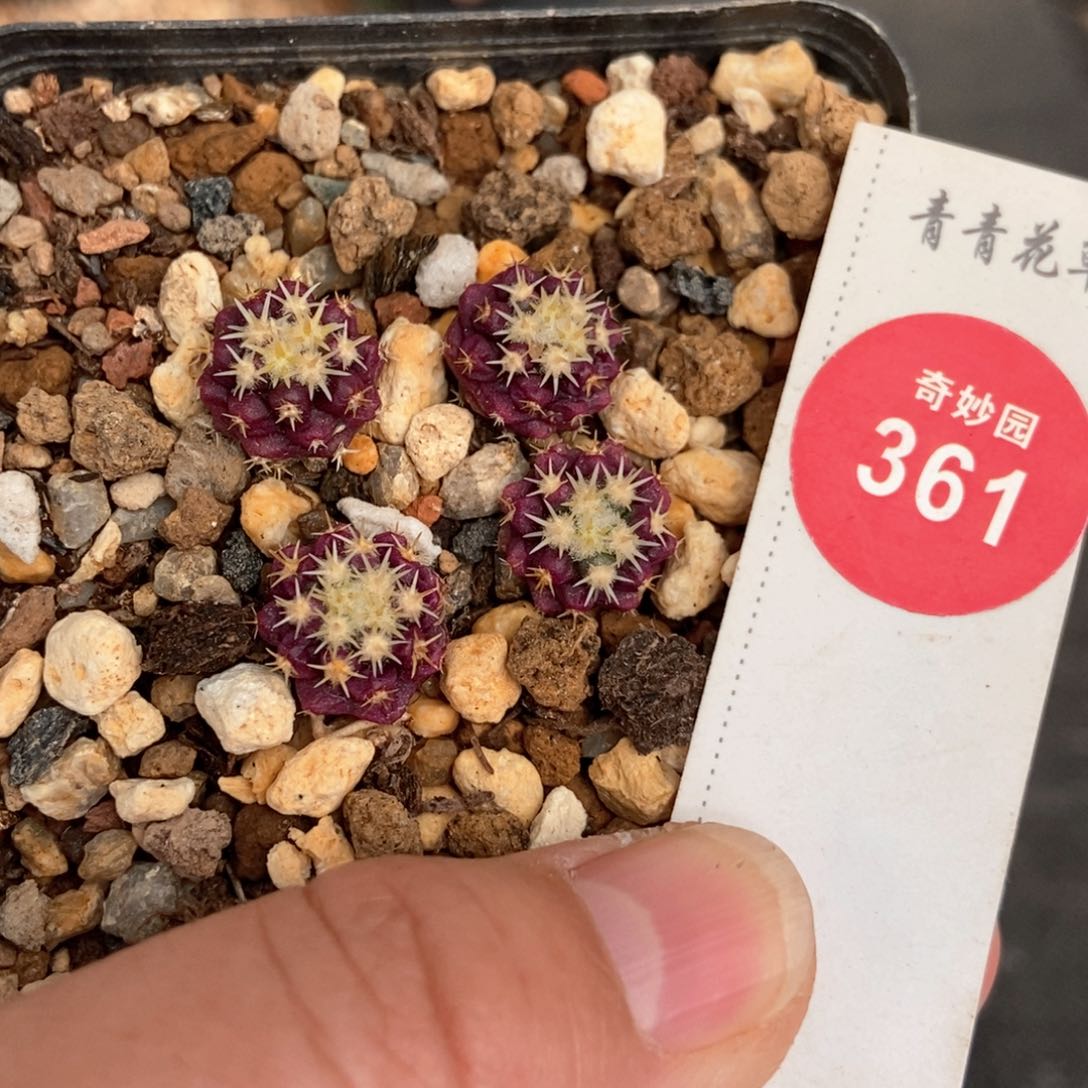 实生短豪刺金琥四颗一盒打包