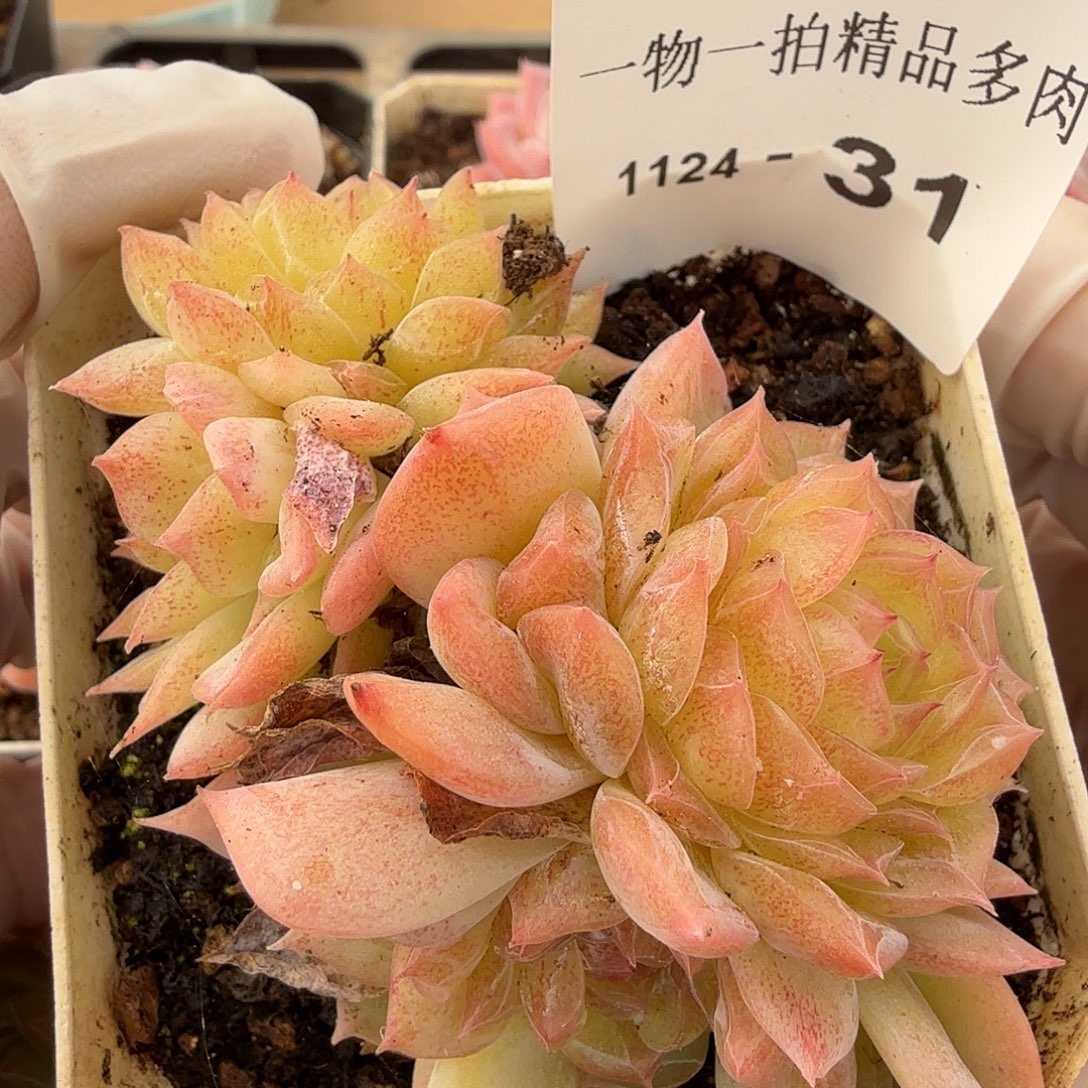1124-31单颗多肉，