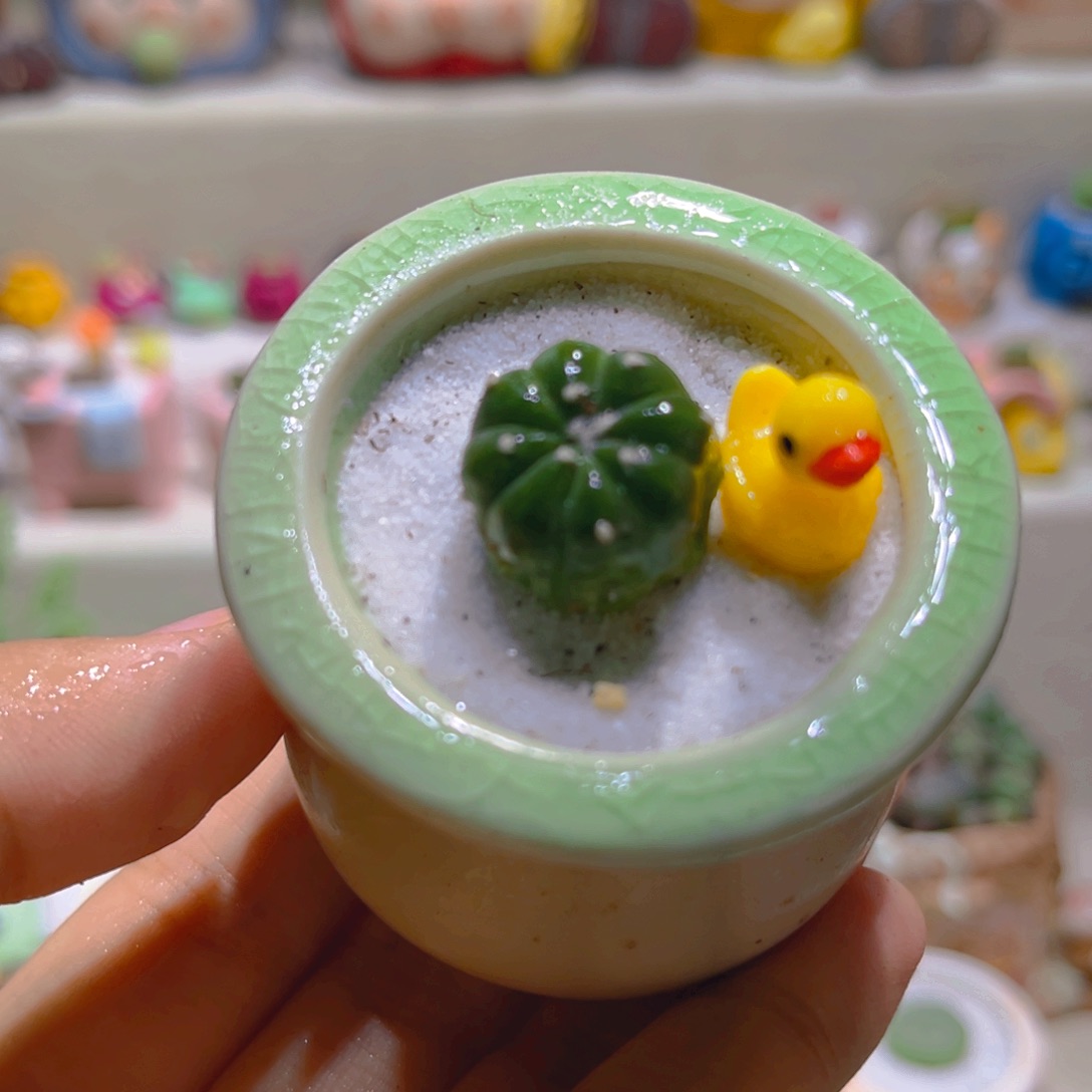 021星兜高端仙人球带盆带土