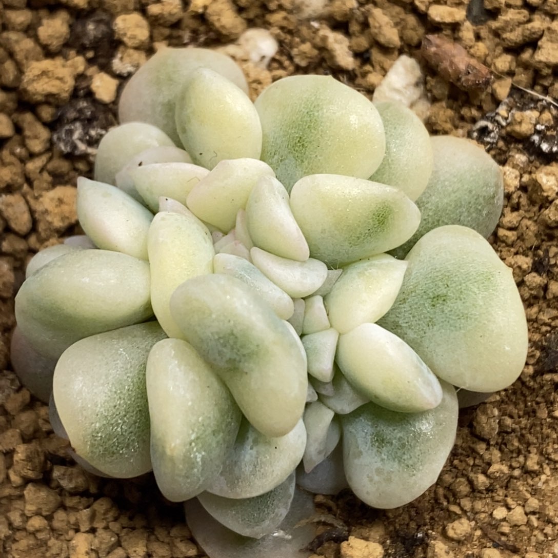 643雪精灵锦缀化有根