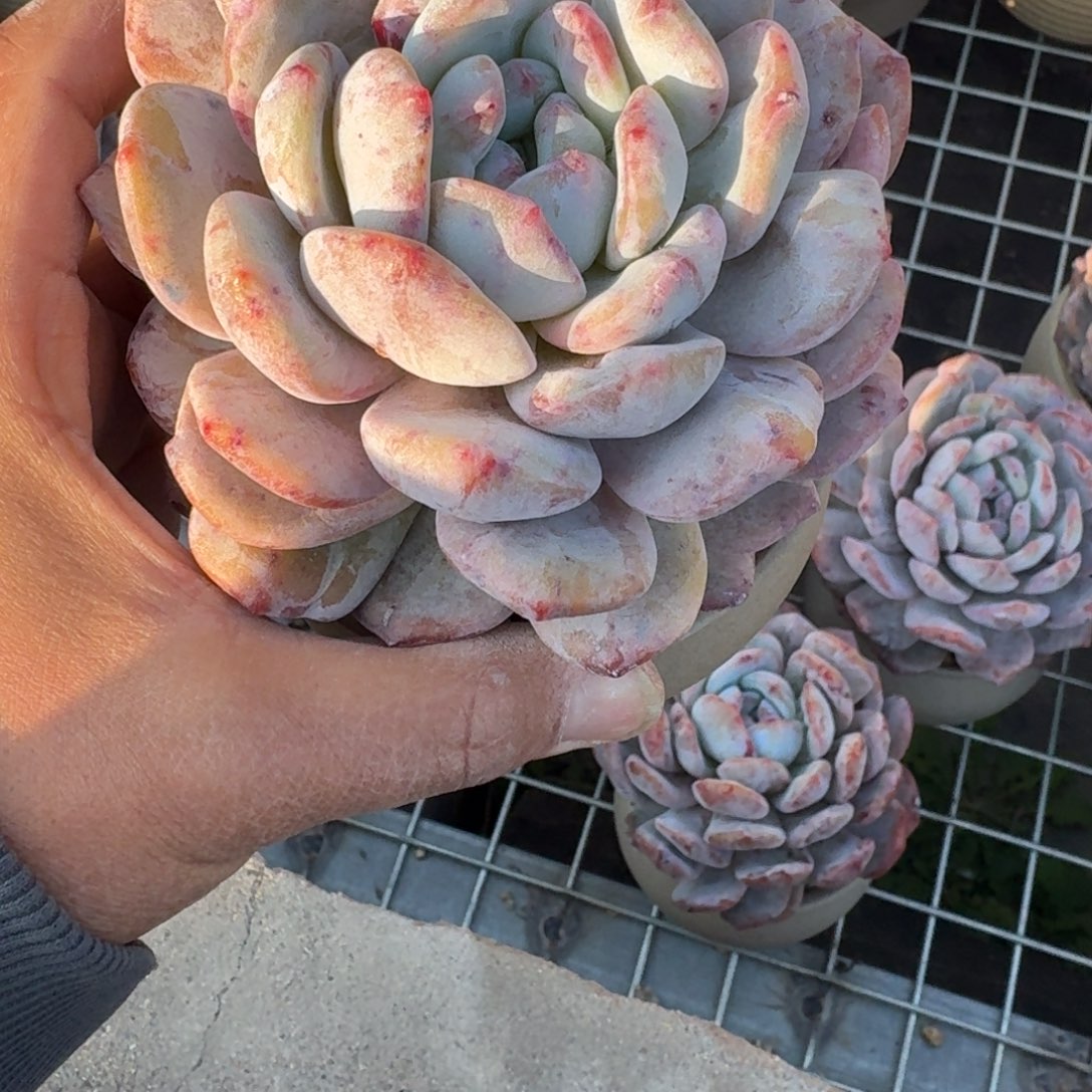 l****带盆发货专拍链接