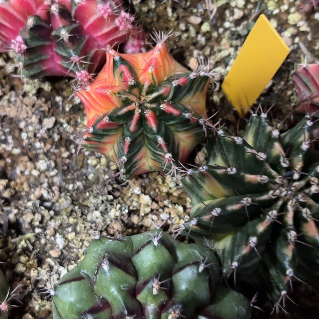 300-1211泰国发货多肉