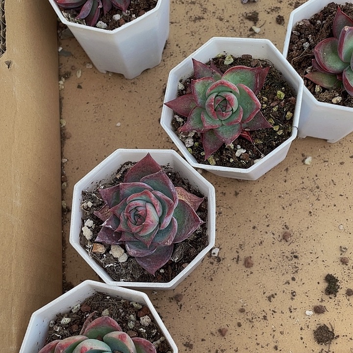 八角盆惊鸿带盆土发货