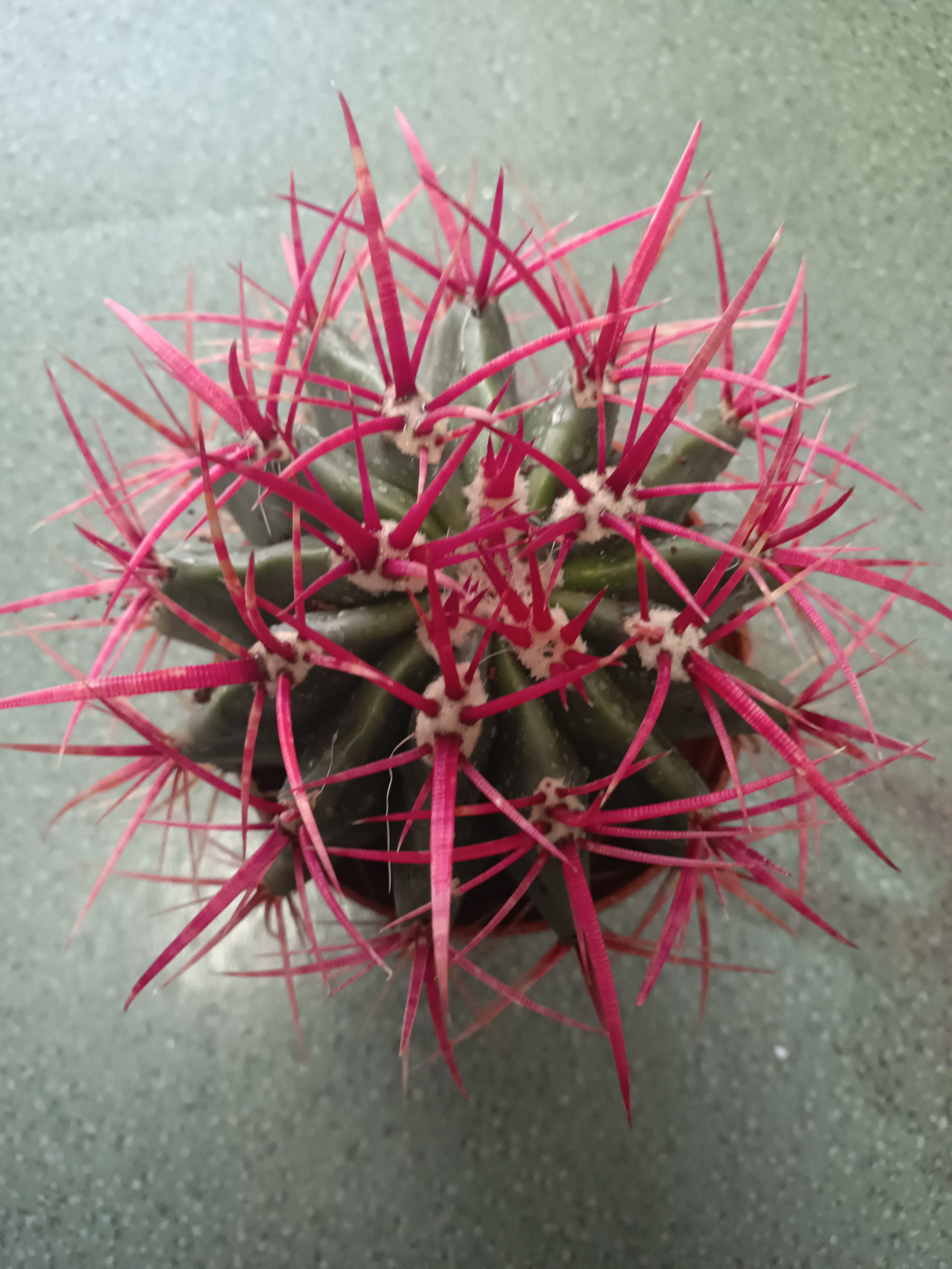 红刺金虎，实生仙人球 带刺直径16-17厘米左右，脱土裸根发货