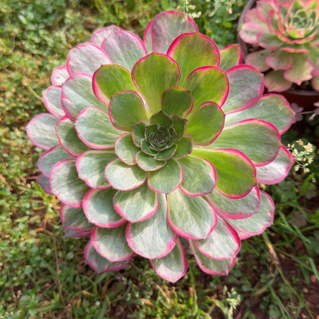 莲花座多肉植物法师