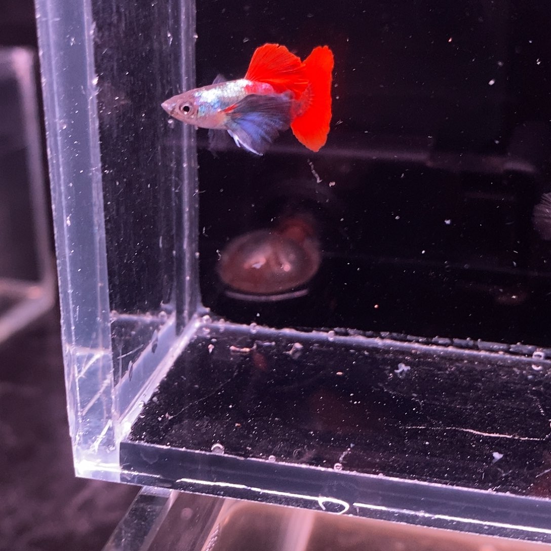 孔雀鱼精品象耳一对