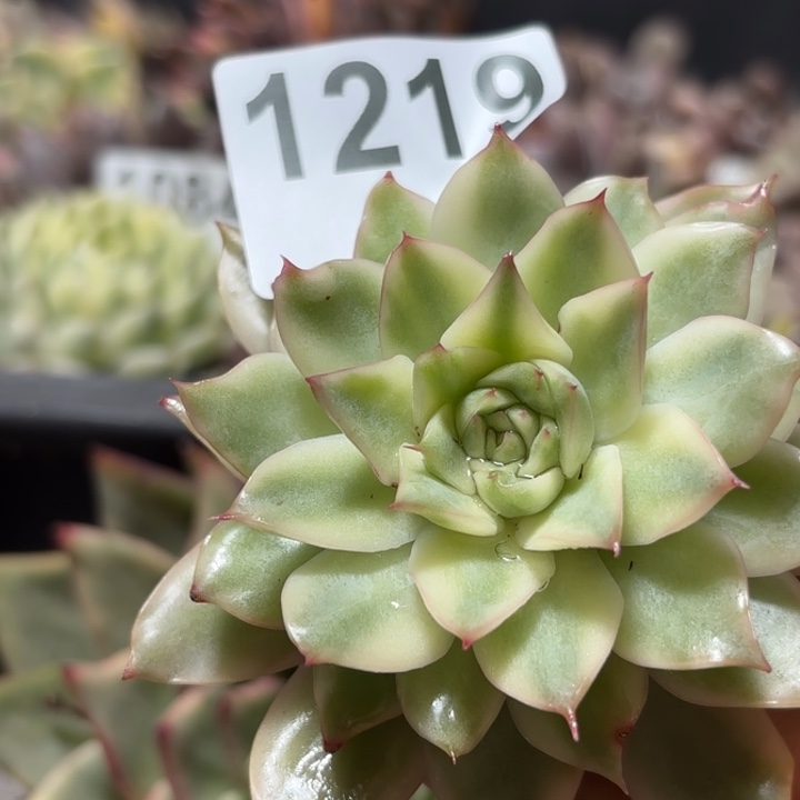 头盖多肉植物满18包邮