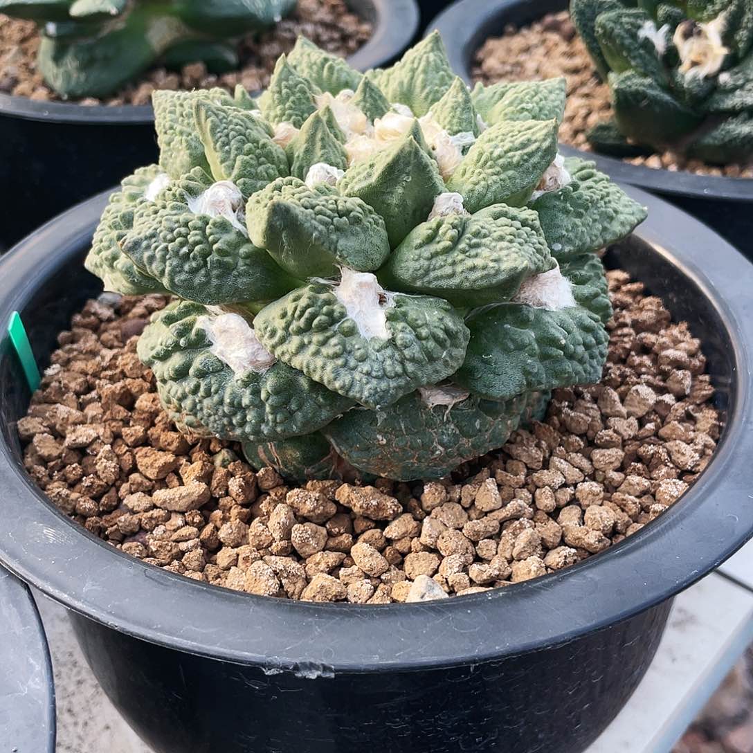 11cm自根垂油怒涛牡丹