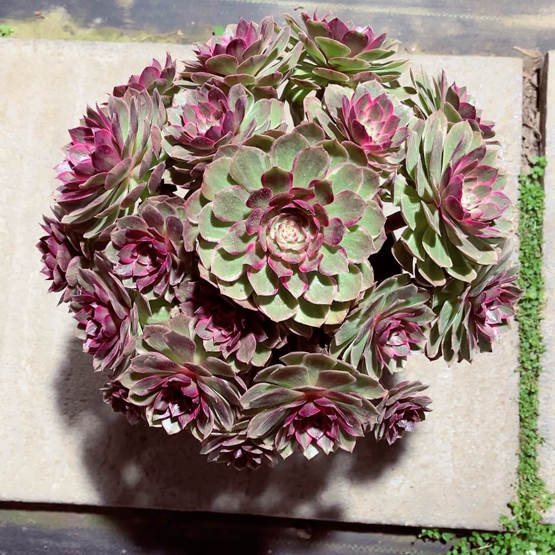 莲花座法师多肉植物