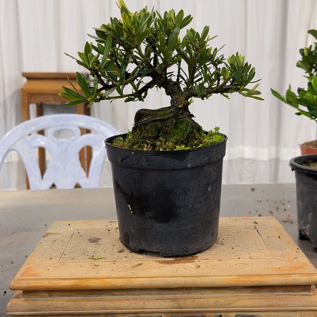 红陶弭****）栀子花一物一拍