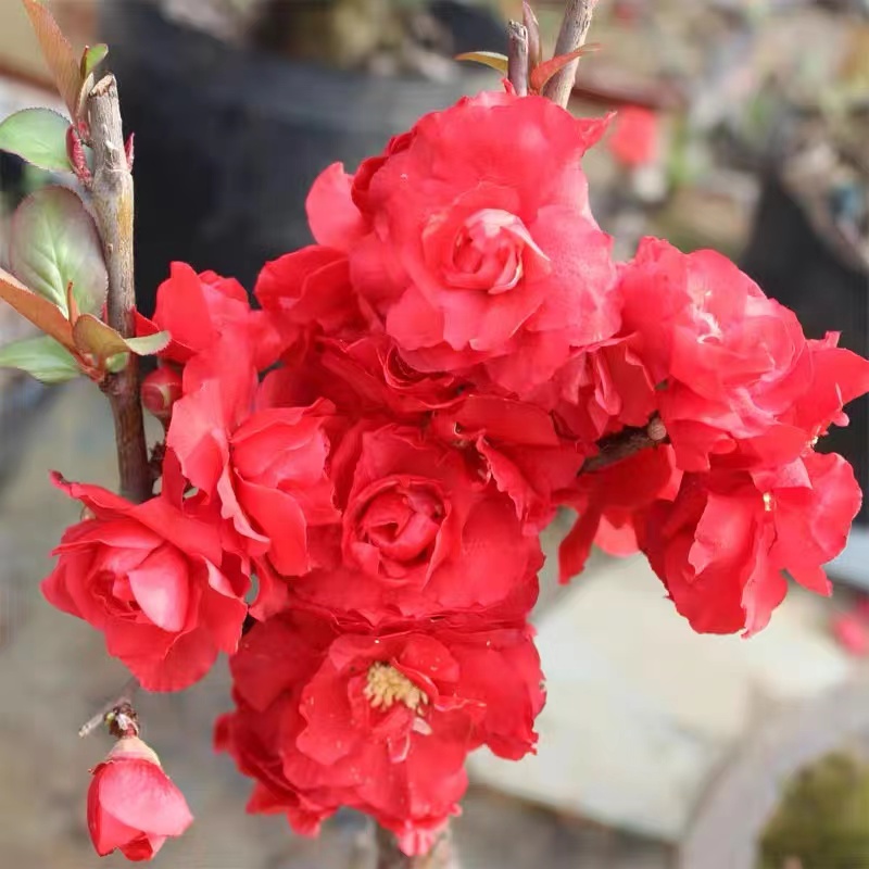 【原生】红千鸟海棠花室内外养殖