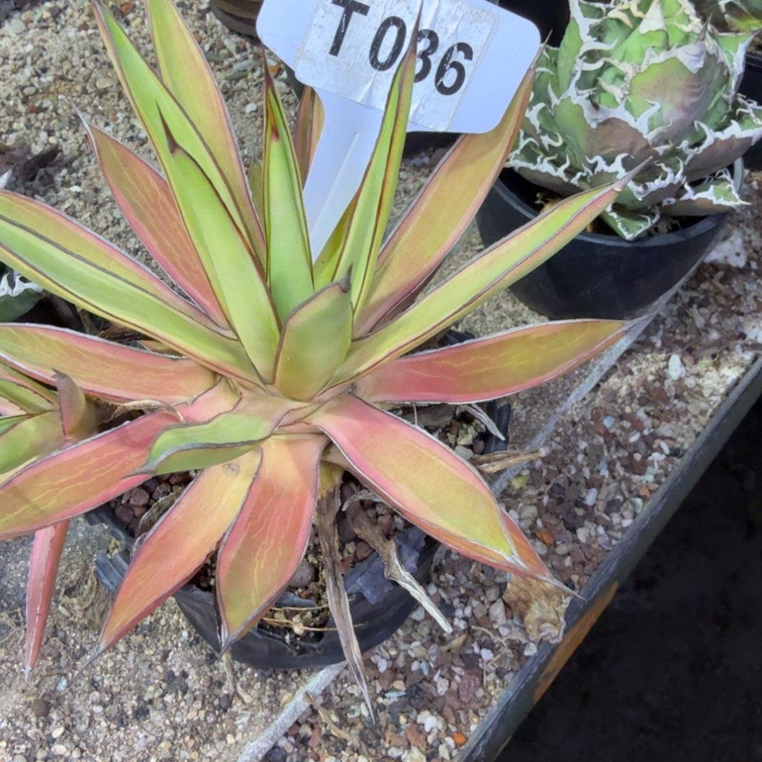 乔***烤福利泷雷腹轮锦脱土发