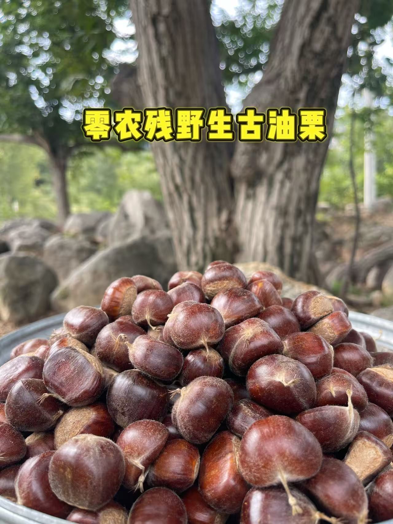 2025燕山野生古油栗软糯香甜0农残百年以上自然成熟