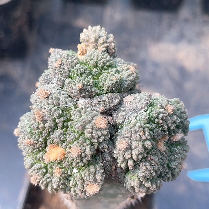 仙人球袖浦接多头217