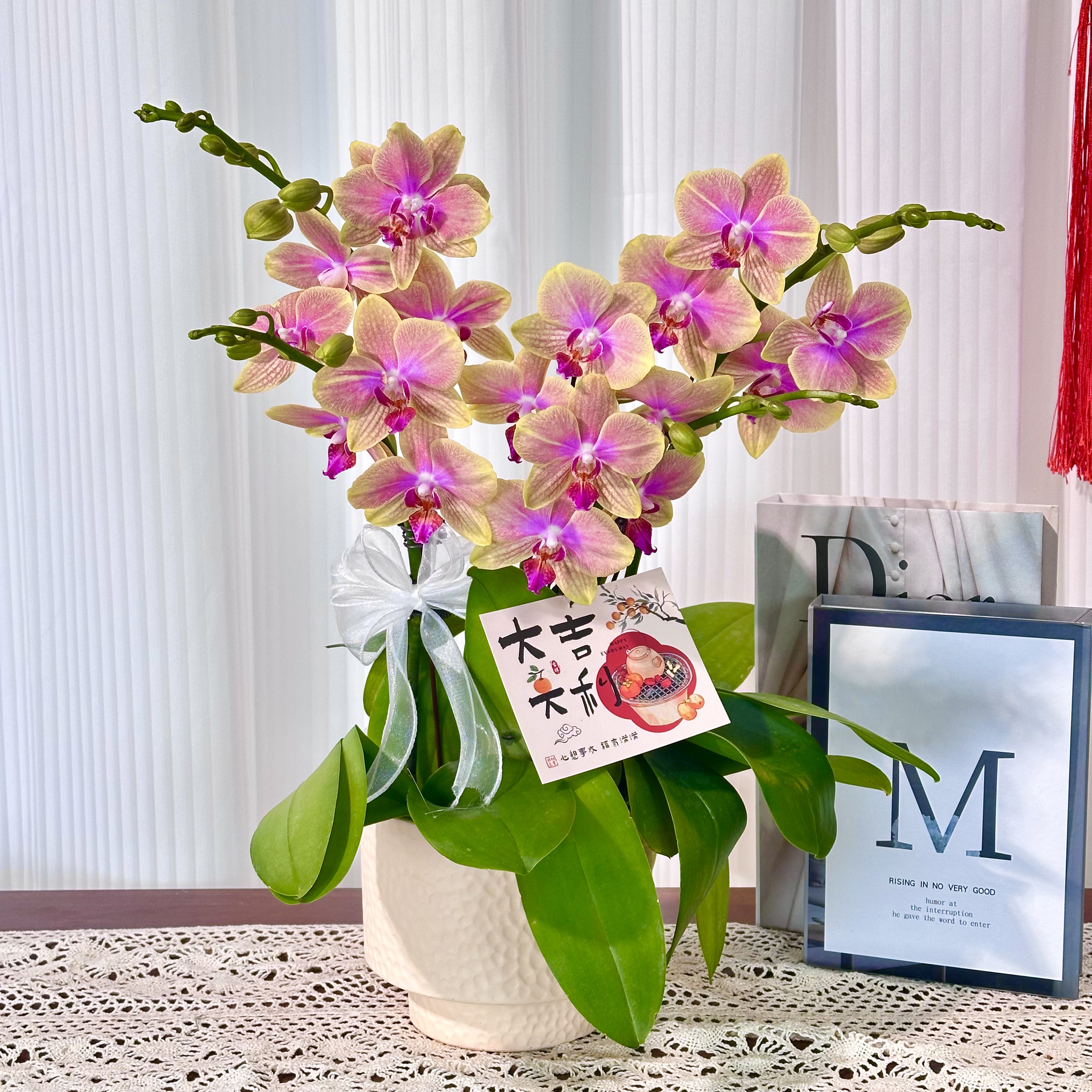 【香冠】室内蝴蝶兰花盆栽  年宵花  懒人绿植  送人送礼