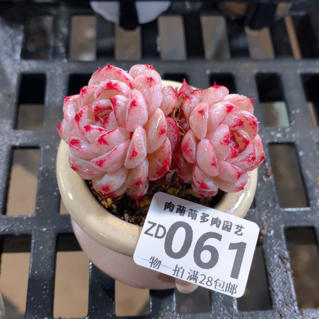 肉萌萌拇指盆精控多肉ZD061