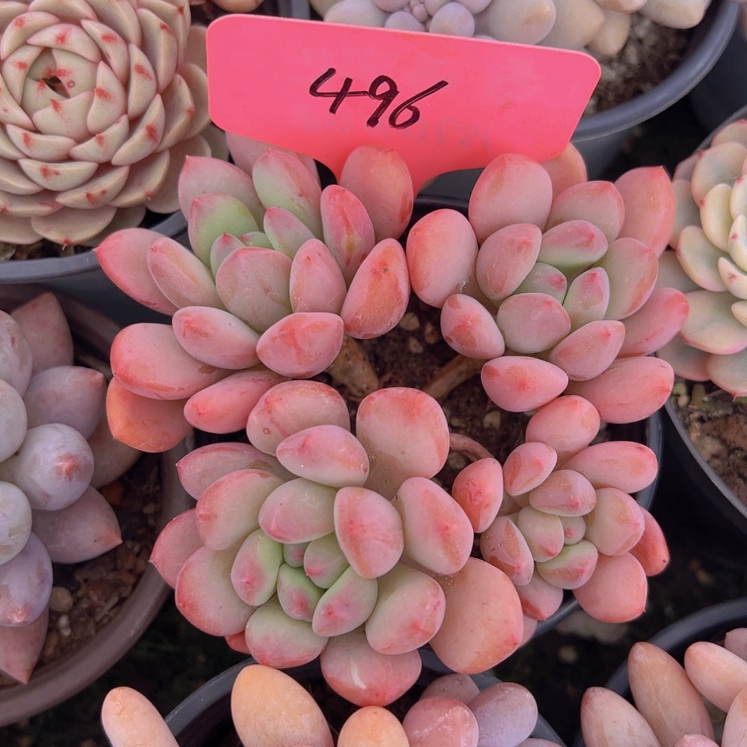 香玉的故事是一个人的故事吗