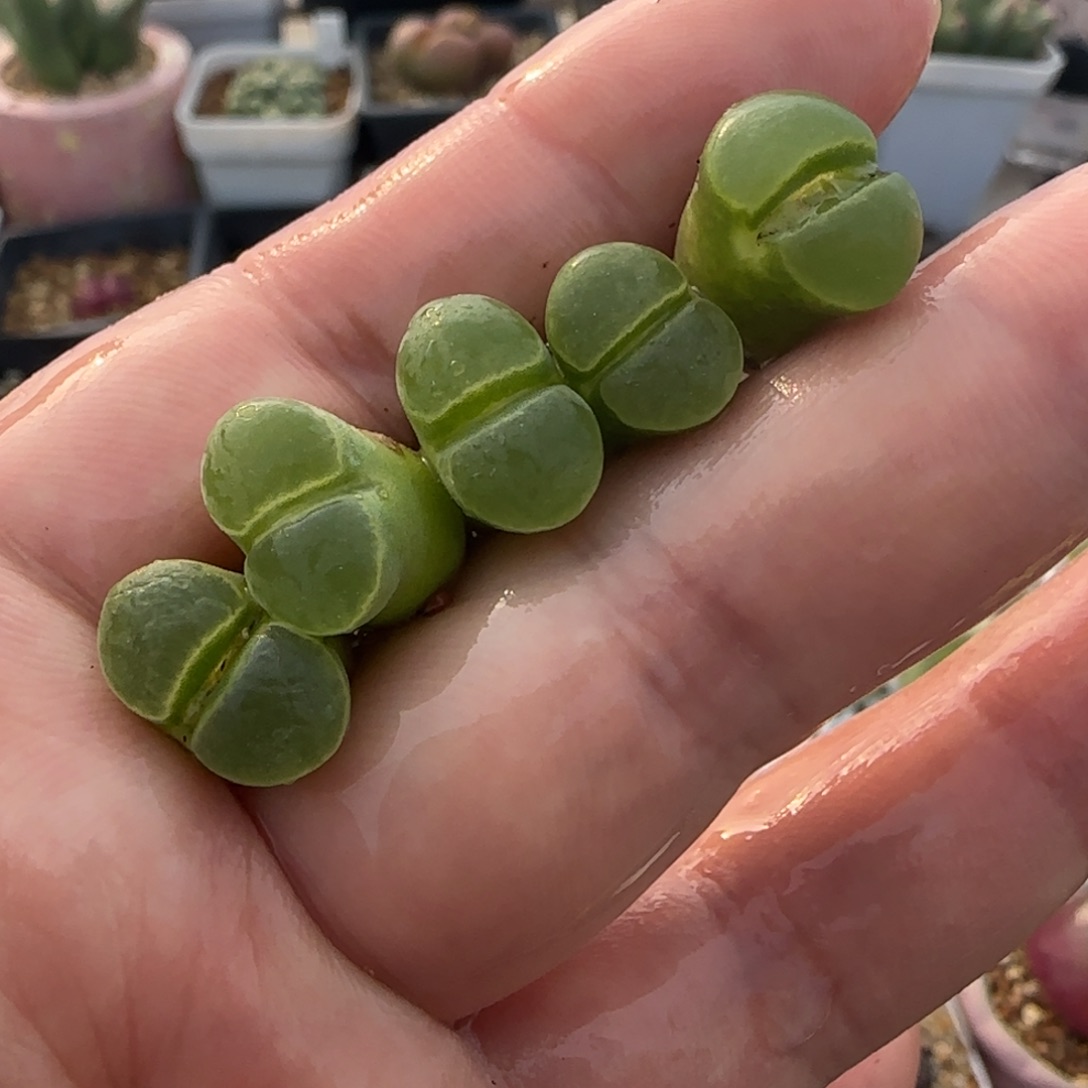 2.4号多肉Y400一组5号