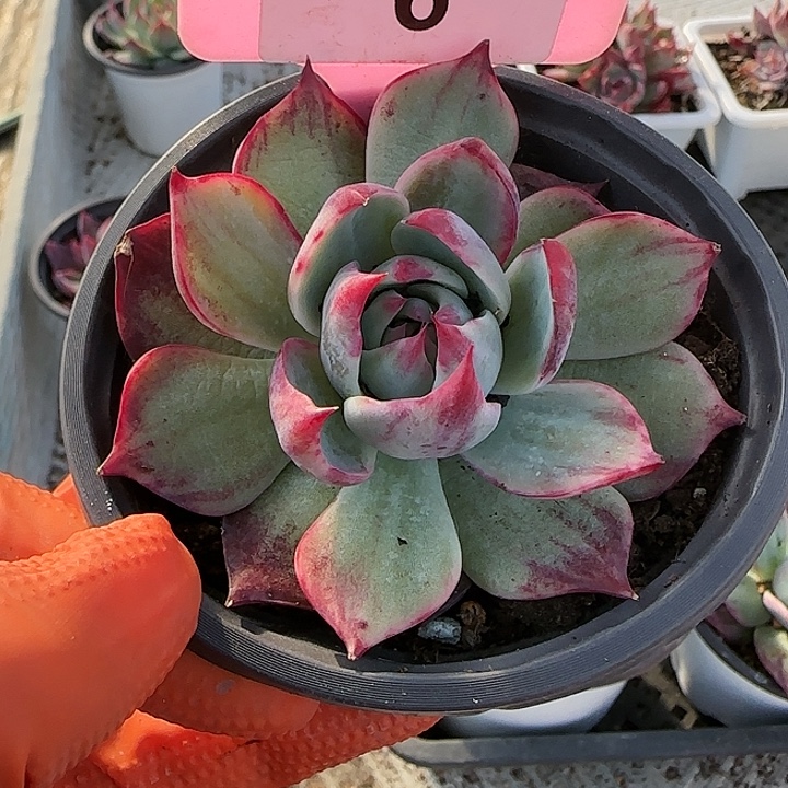 6 惊鸿仙子多肉植物6-9cm