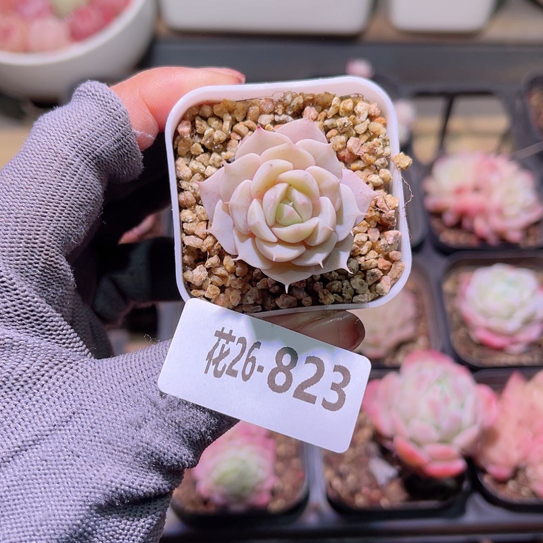花26-823雪域单头