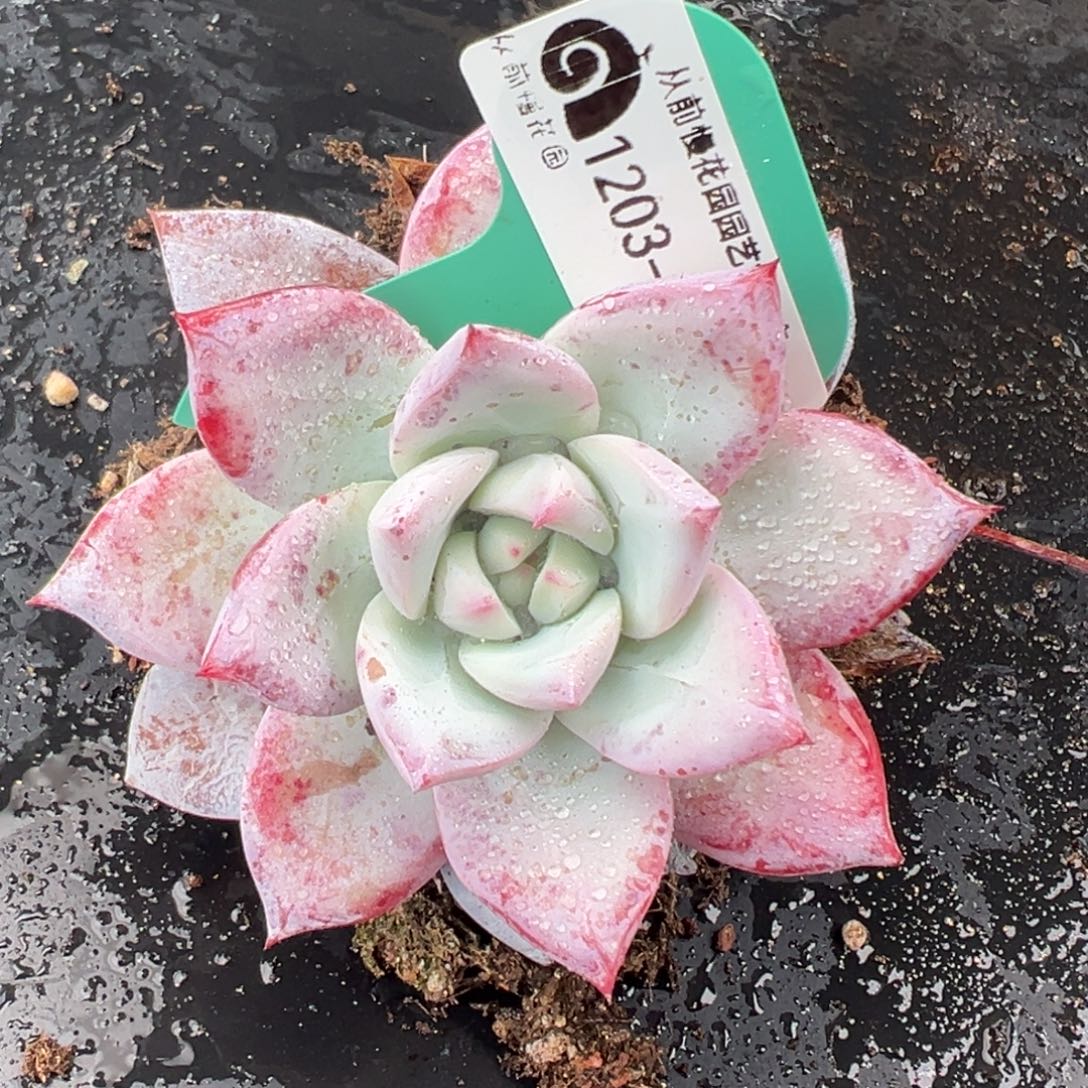 从前慢花园多肉编号1203-160