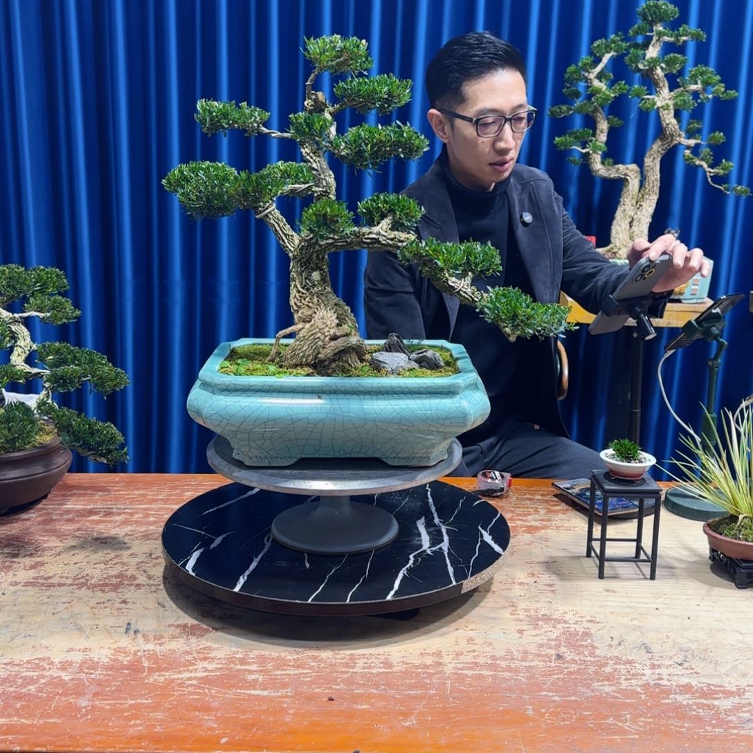 黄杨室内室外盆景艺术