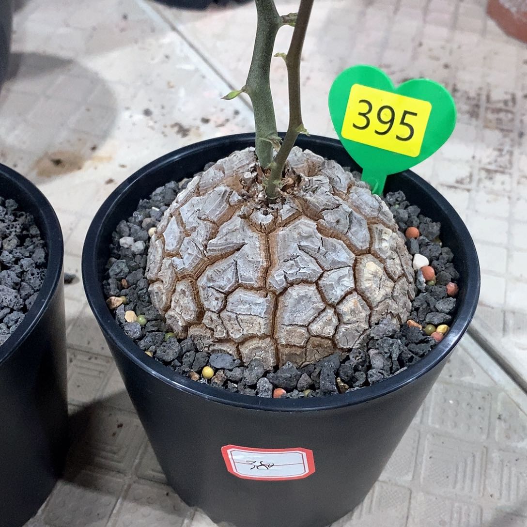 南非龟甲龙龟甲龙